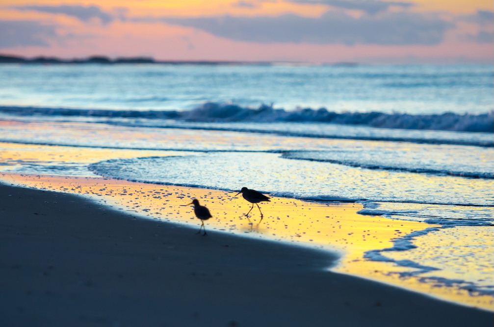 Bird Watching Holden Beach